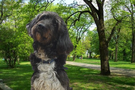 Gretel The Therapy Dog